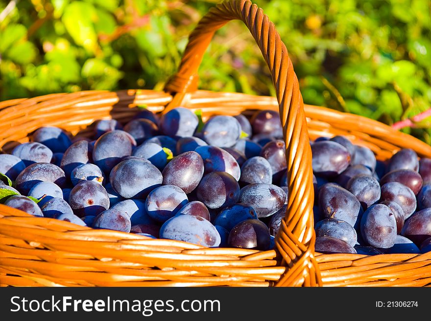 Basket full of plums on autumn grass. Basket full of plums on autumn grass