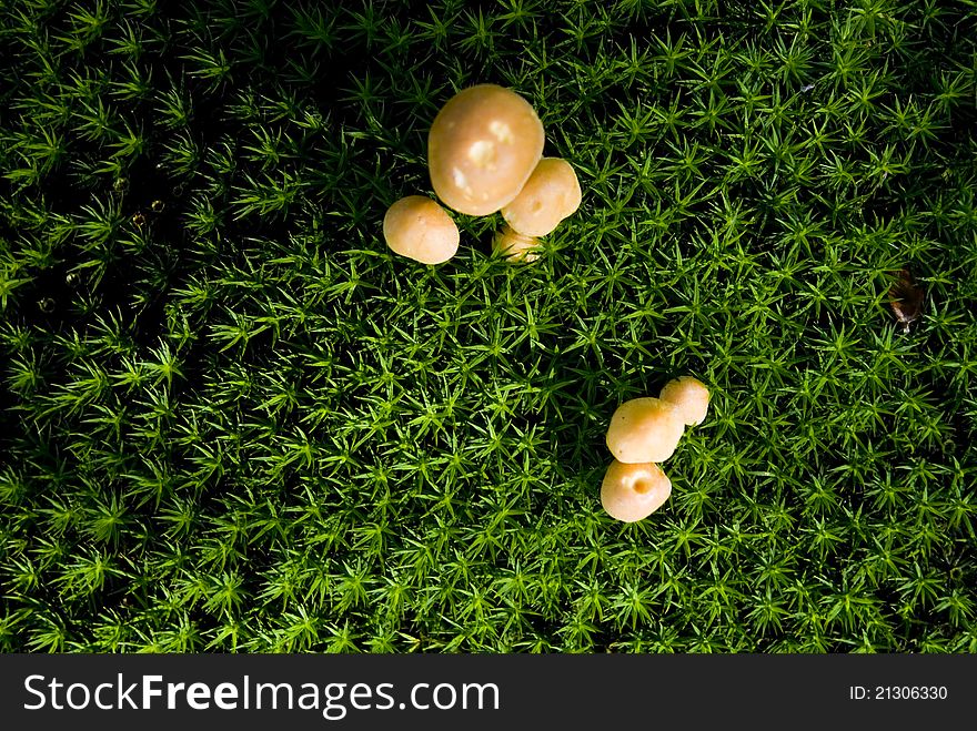 Mushrooms growing on moss on a forest floor. Mushrooms growing on moss on a forest floor