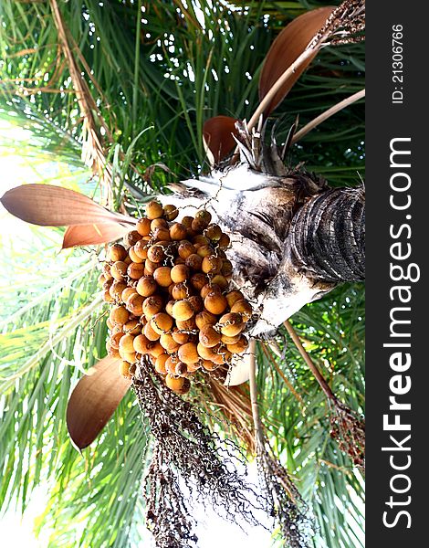 Date palm tree close up