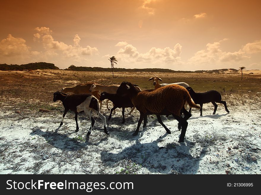 Goats in desert try find food. Goats in desert try find food