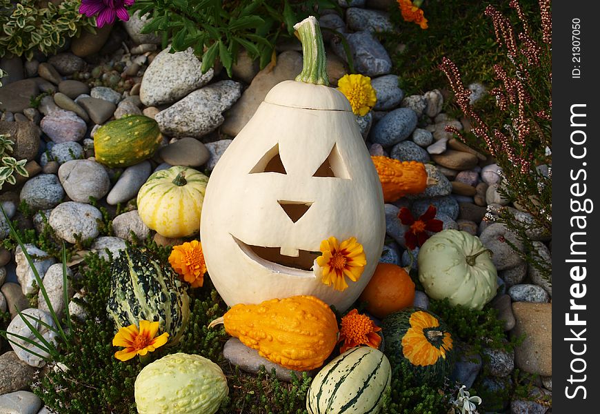 Pumpkins and flowers on a background