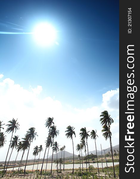 Desert palm under blue sunny sky