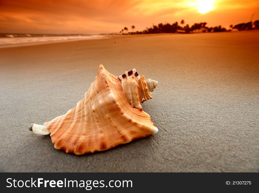 Shell on sand under sunset sky