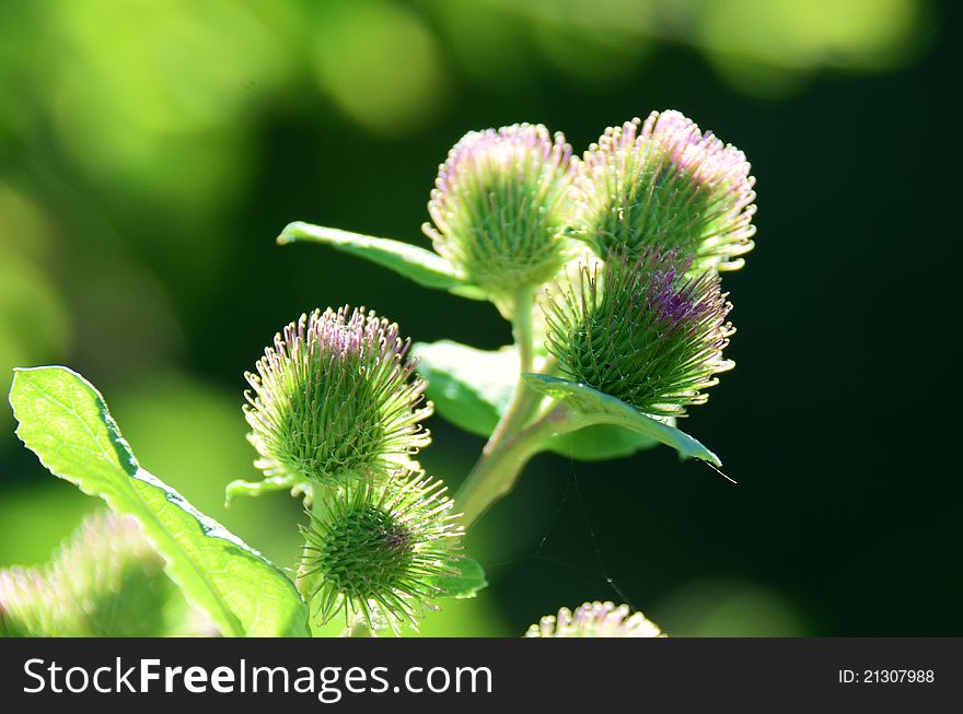 Purple and green thistle in a field on a sunny day