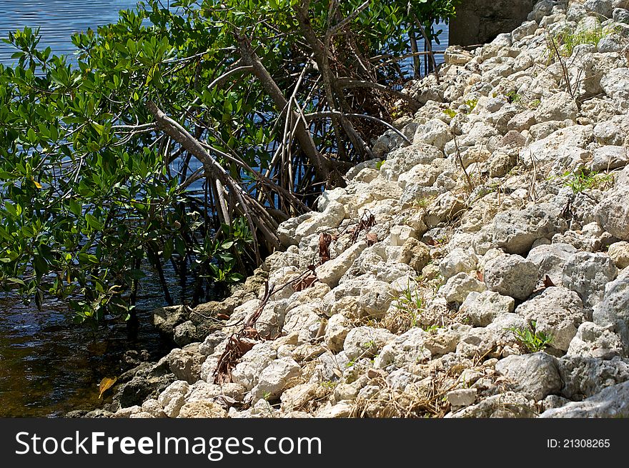 A man made retaining wall at the side of a river with mangrove trees growing out of the water. A man made retaining wall at the side of a river with mangrove trees growing out of the water.