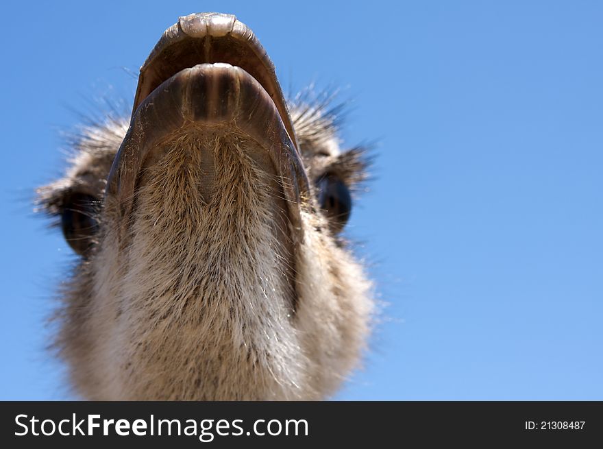 Underside Close up of a peculiar Ostrich. Underside Close up of a peculiar Ostrich