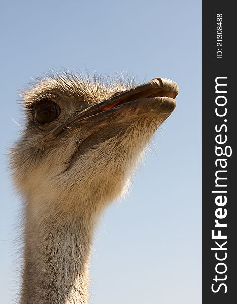 Close up profile of a Ostrich. Close up profile of a Ostrich