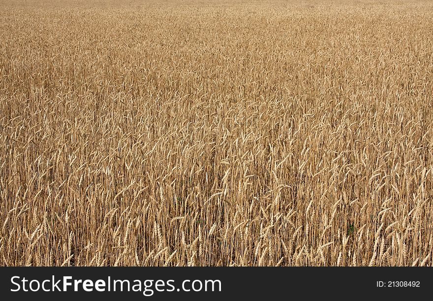 Field of Golden Wheat Crop. Field of Golden Wheat Crop
