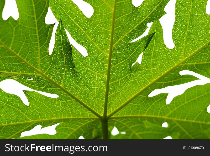 Backlight of Leaf with a light background