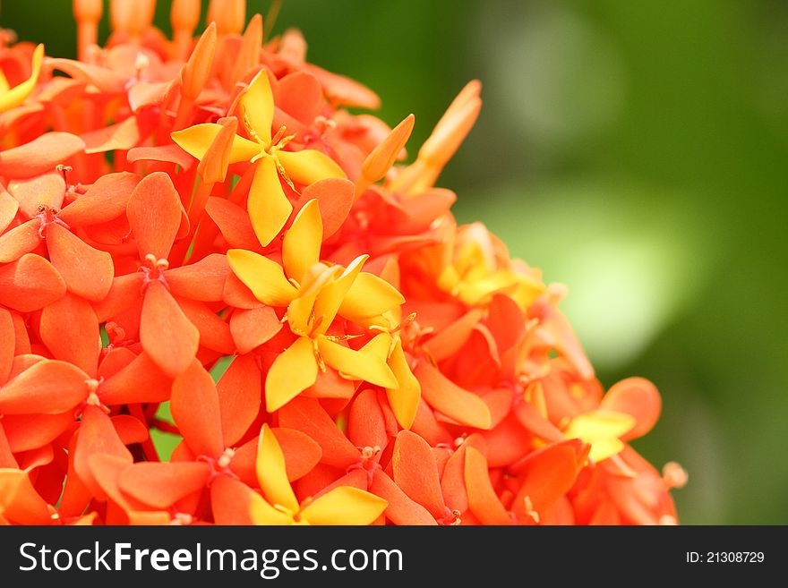 Close up of Ixora flower in morning light