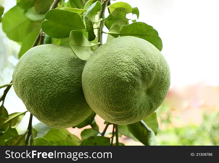 Unripe green grapefruit hanging from the tree