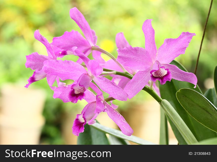 Bunch of purple orchid, cattleya hybrids. Bunch of purple orchid, cattleya hybrids