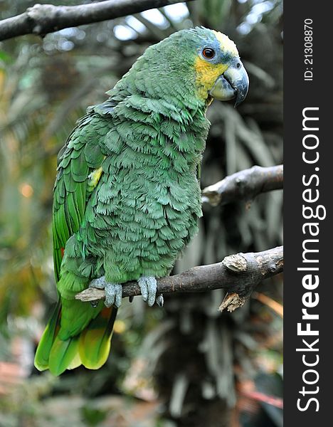 African Parrot