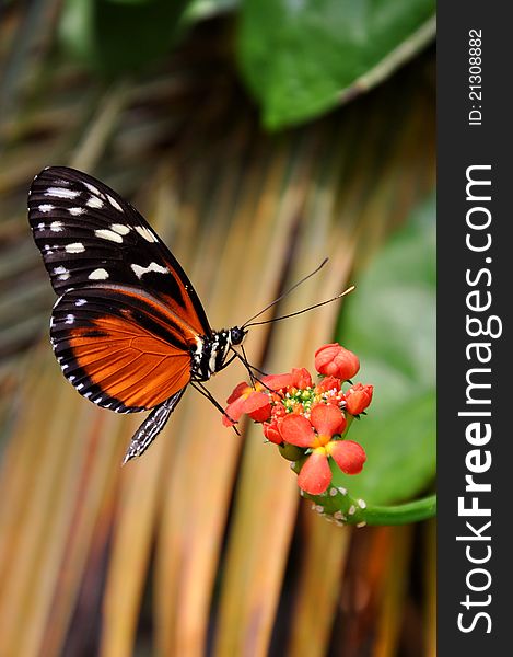 A golden helicon butterfly,aka,Heliconius hecale,finds a flower in the garden in which to dine from. A golden helicon butterfly,aka,Heliconius hecale,finds a flower in the garden in which to dine from.