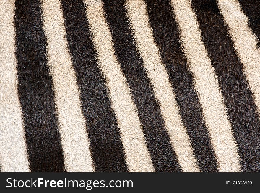Zebra fur for background and pattern. Zebra fur for background and pattern