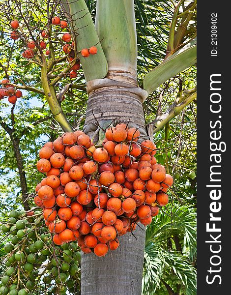 Betel palm fruit in nature. Betel palm fruit in nature