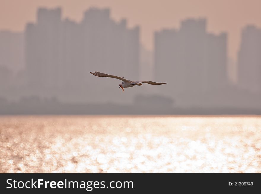 GREAT EGRET FLYING OVER THE SEA AND EATING FISH IN SUNSET. GREAT EGRET FLYING OVER THE SEA AND EATING FISH IN SUNSET.