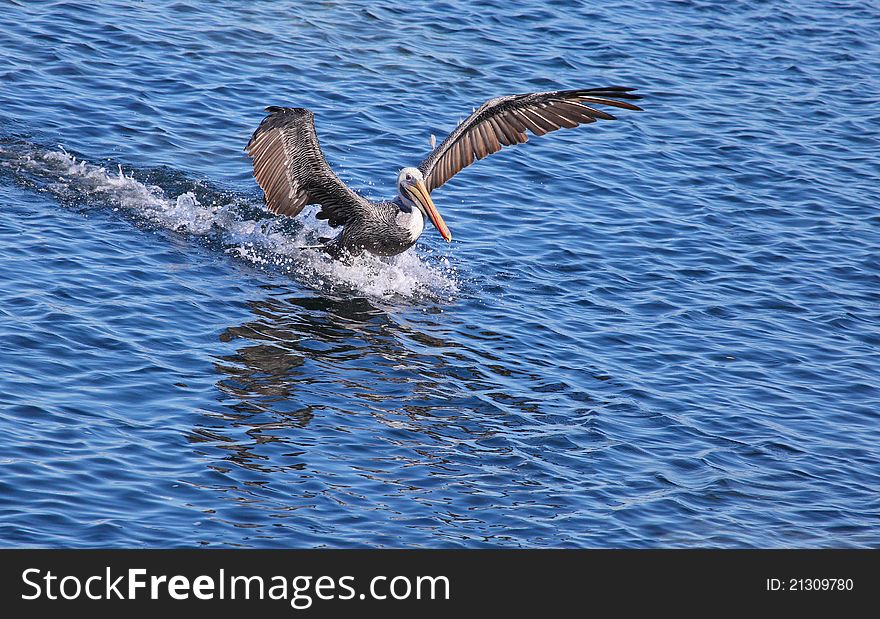 Pelican Landing On Water