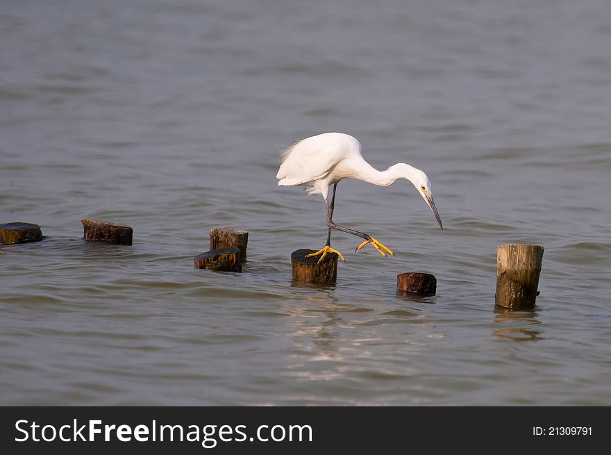 STANDING GREAT EGRET