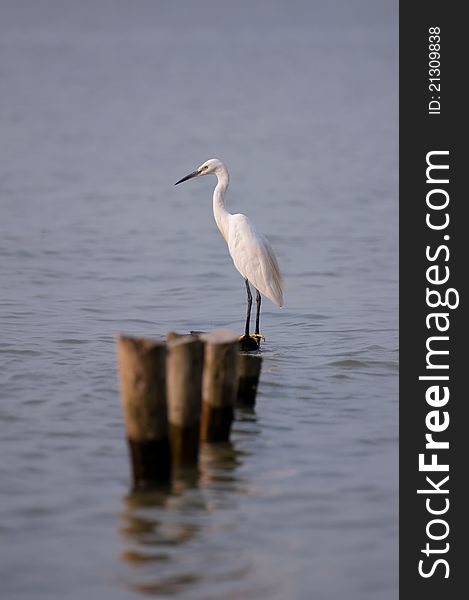 GREAT EGRET STANDING AT SEASIDE. GREAT EGRET STANDING AT SEASIDE.