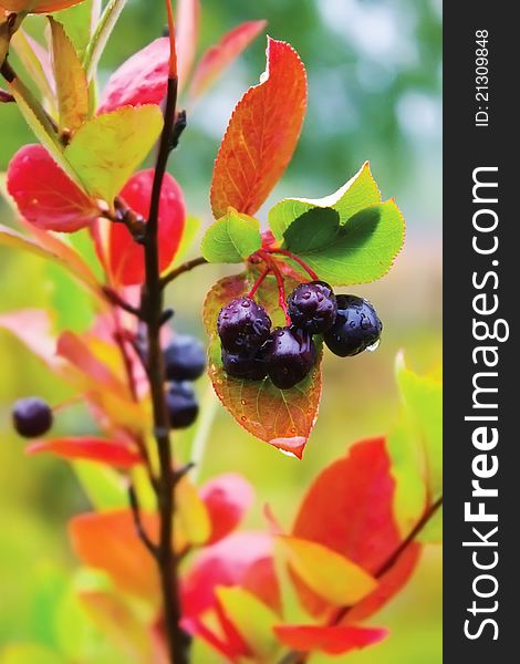 Bright autumn chokeberry shrub with raindrops. Bright autumn chokeberry shrub with raindrops