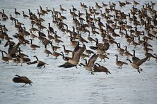 Canada Geese On An Icy Pond Royalty Free Stock Photo