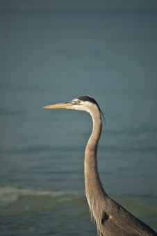 Great Blue Heron On A Gulf Coast Beach Stock Image
