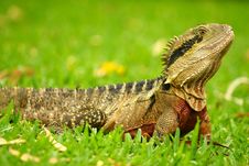 Big Australian Lizard Stock Photos Big Australian Lizard Stock Photos
