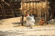 Rooster With  Hen Royalty Free Stock Image