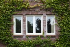 Windows Framed With Ivy Stock Photo Windows Framed With Ivy Stock Photo