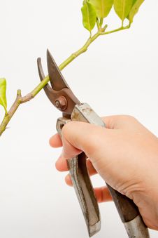 Metal Scissors Cutting Branch Royalty Free Stock Photography Metal Scissors Cutting Branch Royalty Free Stock Photography