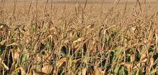 Dry Corn Field Stock Image Dry Corn Field Stock Image
