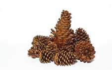 Group Of Pine Cones Royalty Free Stock Images