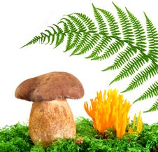 Mushrooms And Fern Royalty Free Stock Photography