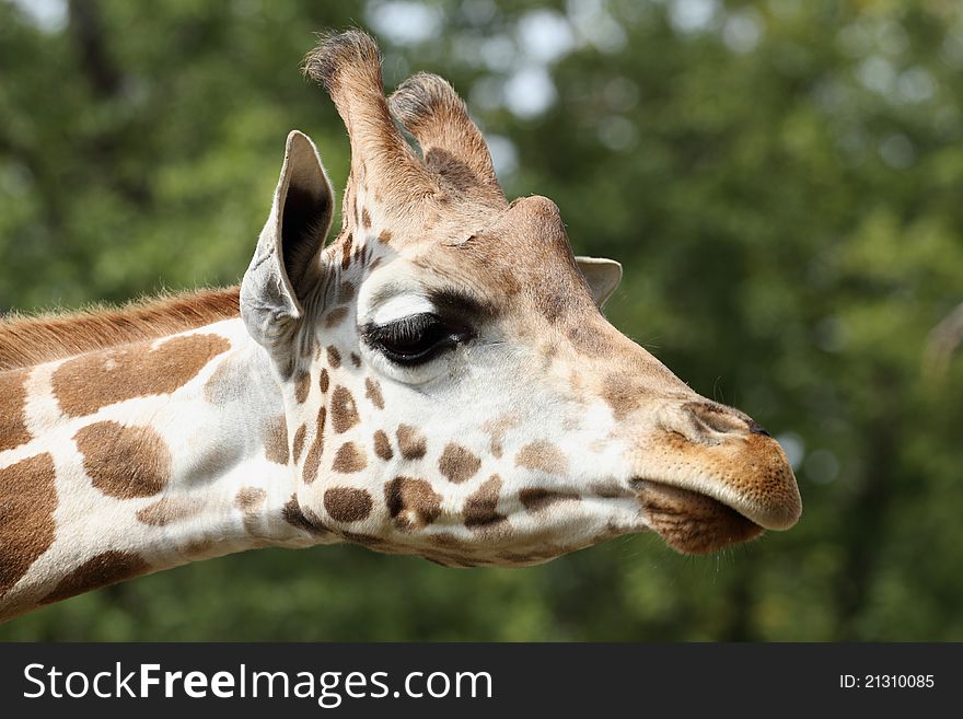 Details of a giraffe in zoo