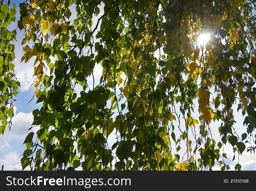 Green leaves with sun ray