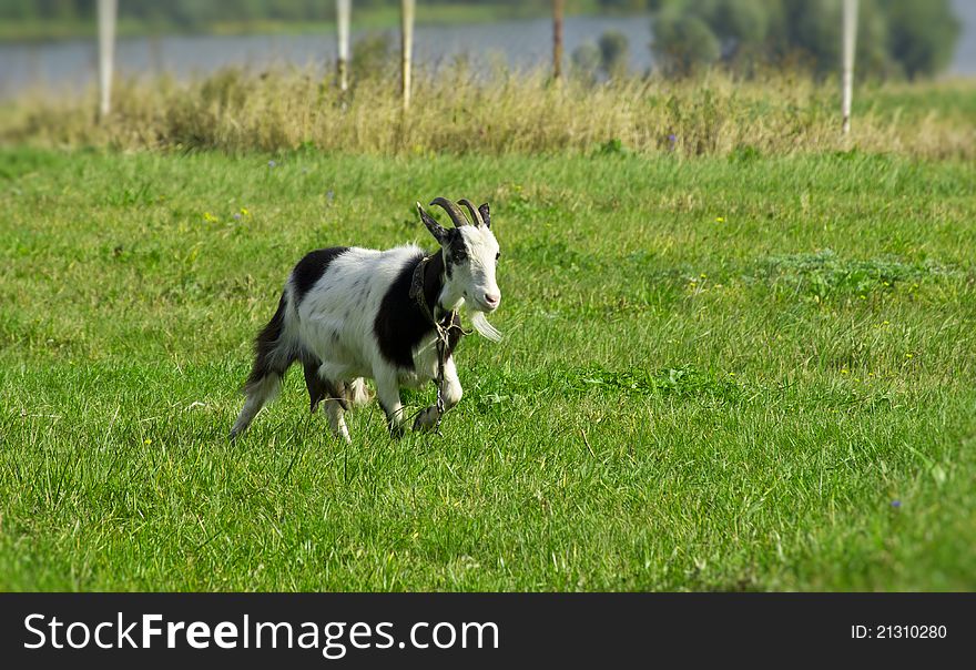 Young goat on the grass