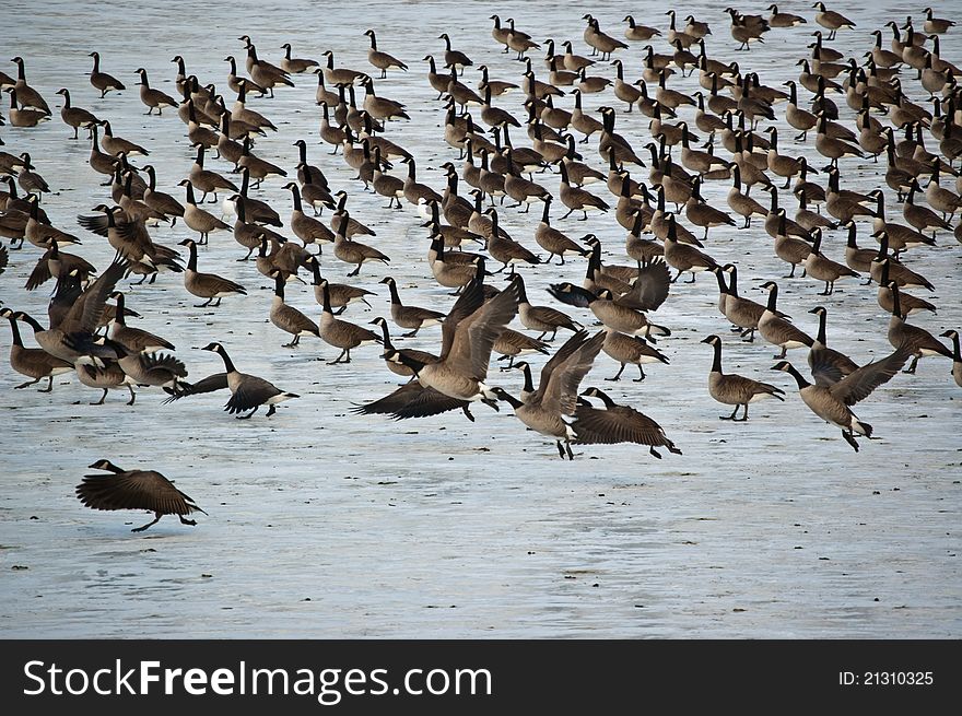 Canada Geese On An Icy Pond