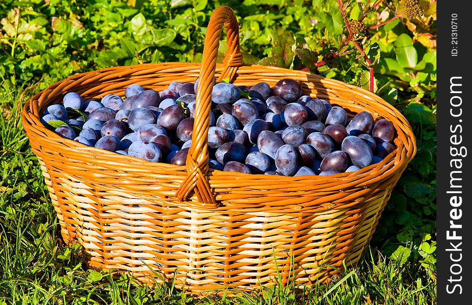 Basket full of plums on autumn grass. Basket full of plums on autumn grass