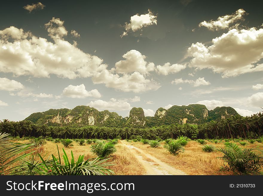 Panoramic view of big valley with some palms and mountain on the back