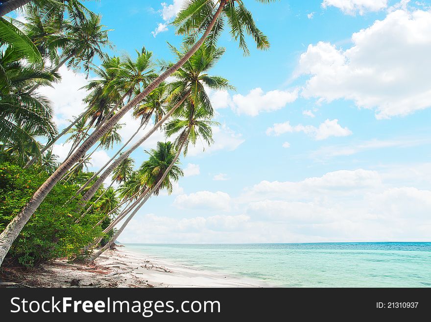 View of nice tropical beach with some palms. View of nice tropical beach with some palms
