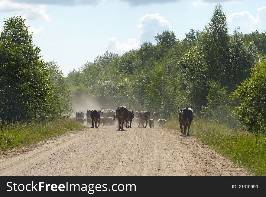 View of the herd is walking away in summer countryside environment. View of the herd is walking away in summer countryside environment