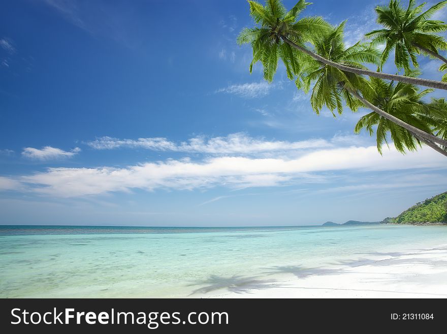 View of nice tropical beach with some palms