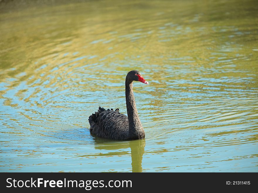 A black swan swimming on a pond. A black swan swimming on a pond.