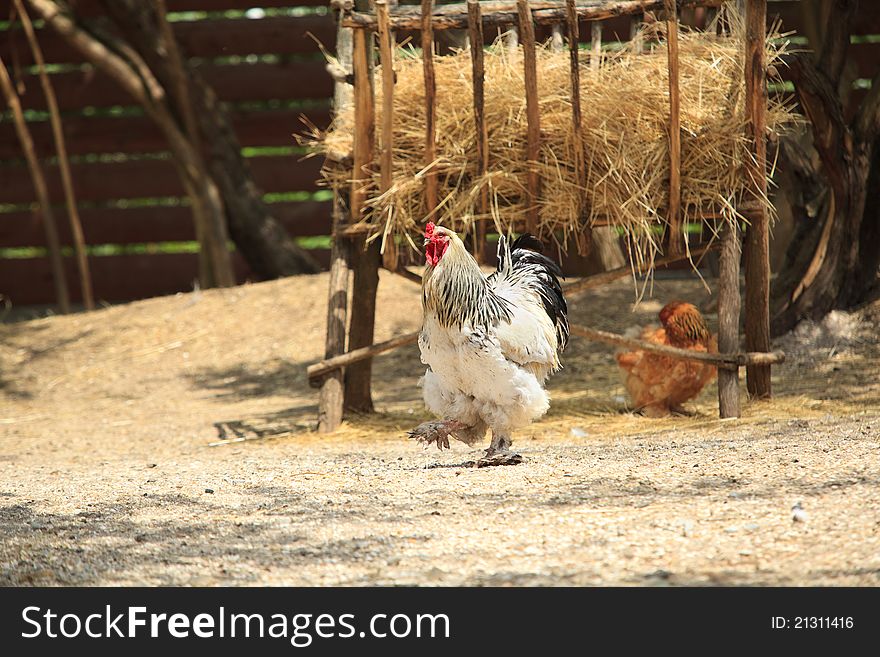 General rooster on the farm yard. General rooster on the farm yard