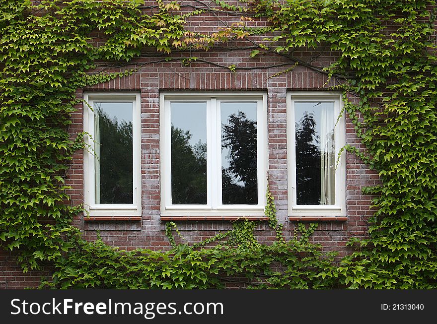 Windows on a building covered with ivy. Windows on a building covered with ivy