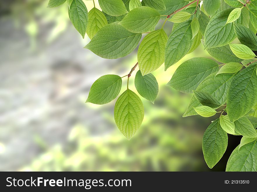 Nature concept. Closeup of green leaves branch against abstract forest background