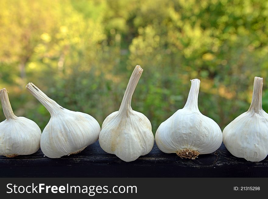 A typical serbian garlic on a wooden board sorted in the garden.