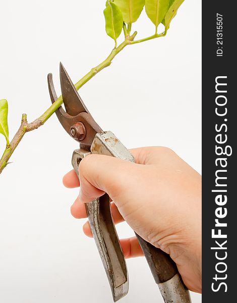 Metal Scissors Cutting Branch