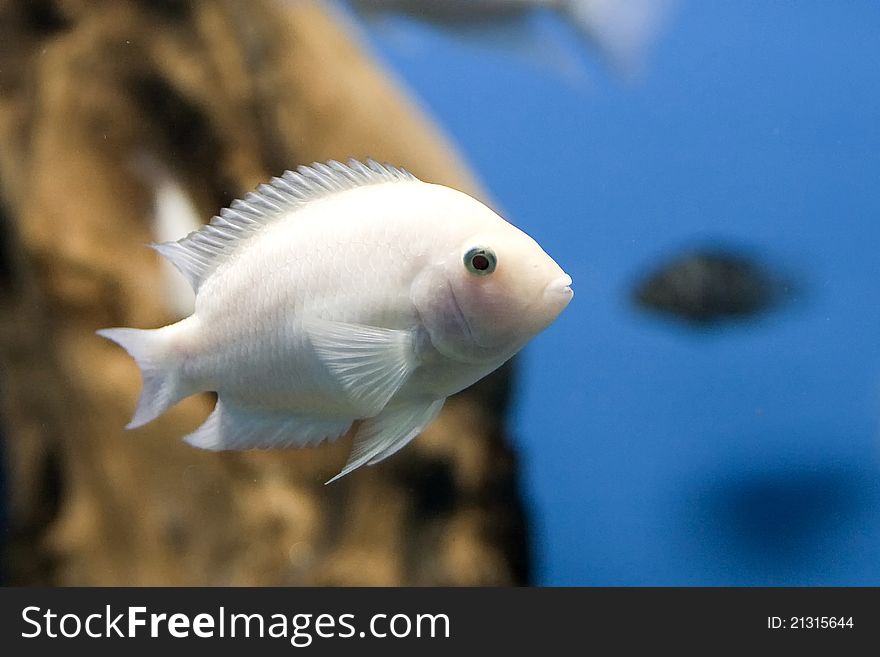 White fish on natural background